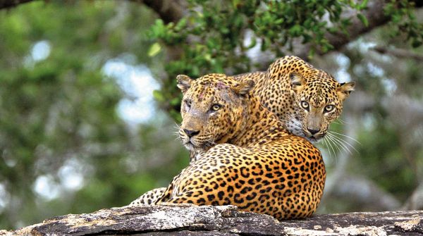 Yala-Nationalpark-Leopard