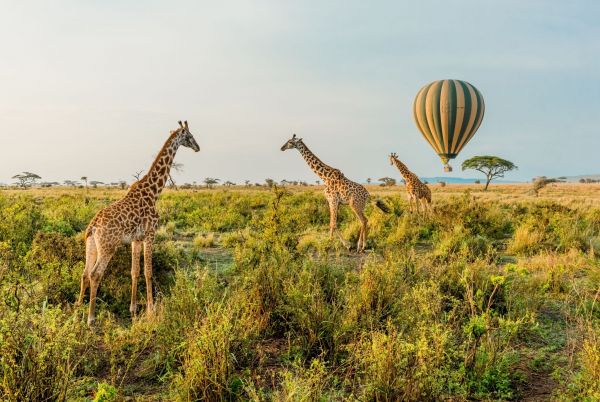 Nationalpark-Serengeti