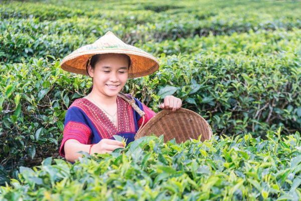 Chiang-Mai-Teeplantage