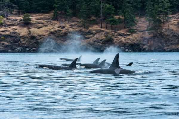 Vancouver-Island-Orcas