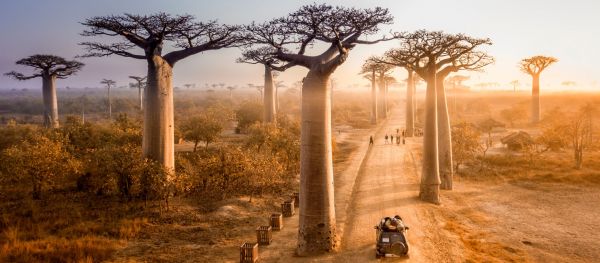 Madagaskar-Baobab-Allee