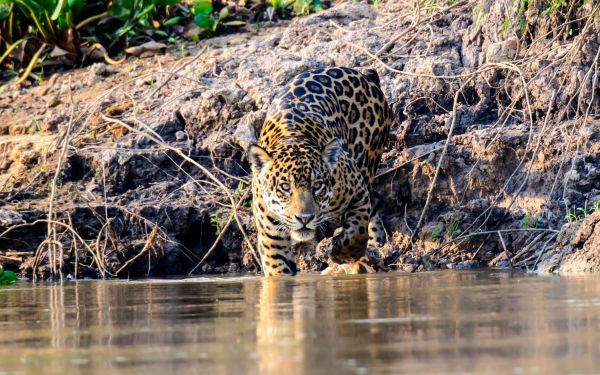 Jaguar-im-Feuchtgebiet