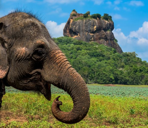 Sigirya-Felsenfestung-Elefant