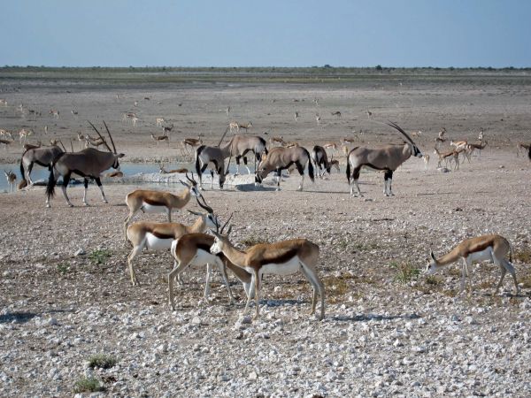 Etosha-Game-Park