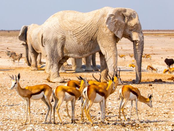 Etosha-Nationalpark-