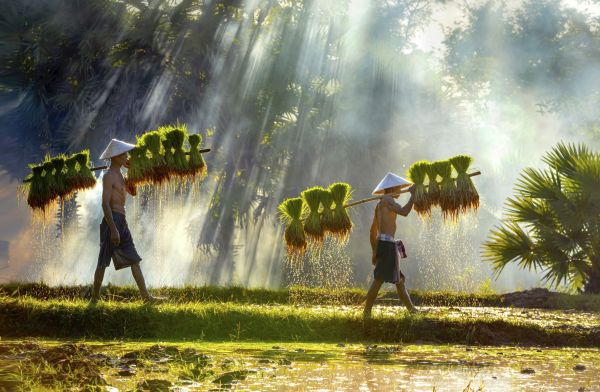 Vietnam-Reisbauern