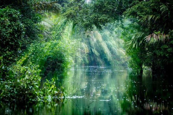 Tortuguero-NP-Regenwald