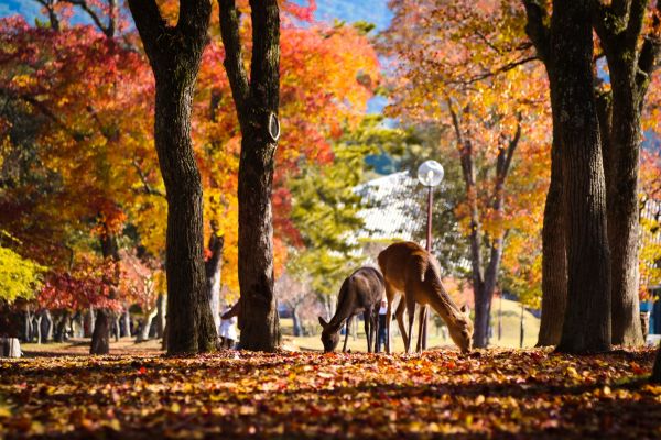 Nara-Park