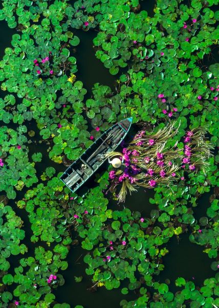 Vietnam-Lotus-Pond