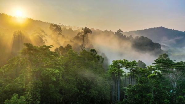Borneo-Regenwald