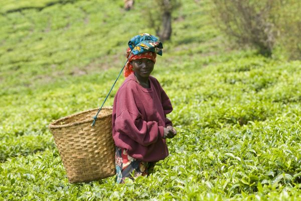 Ruanda-Gisakura-Teeplantage