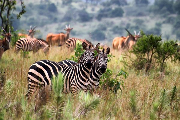 Ruanda-Akagera-Nationalpark-Zebras