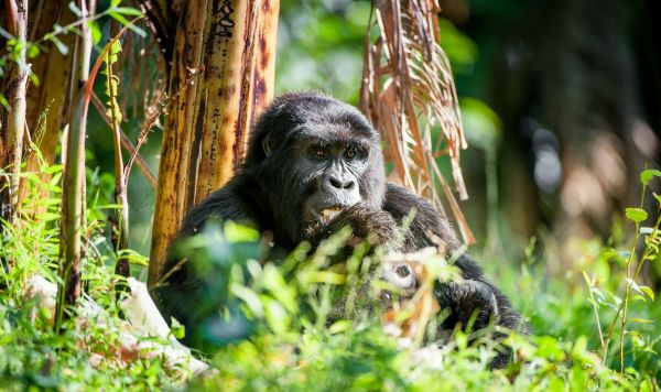 Uganda-Gorilla