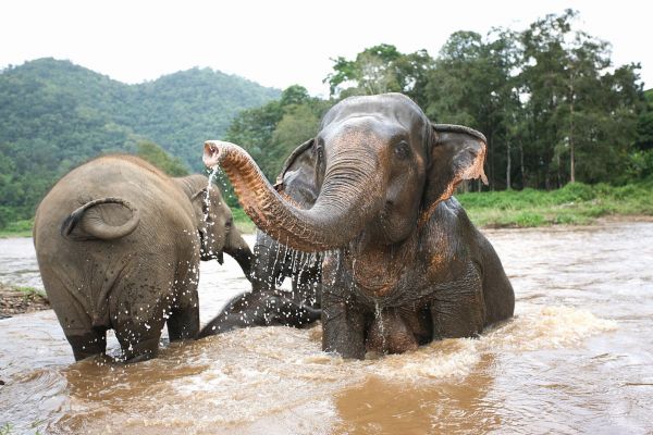 Thailand-Chiang-Mai-Elephant-Nature-Park