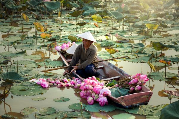 Laos-Mekong-Lotus