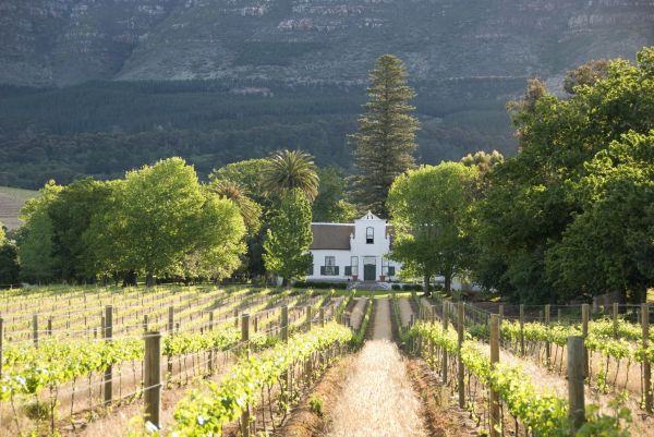 Südafrika-Franschhoek-Wein