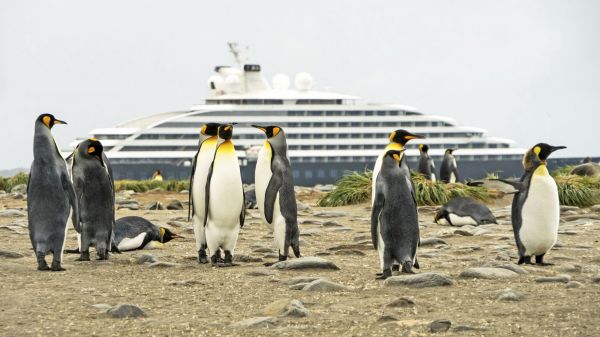 Falklands_King_Penguins