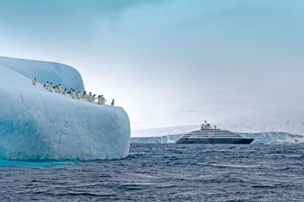 Scenic_Eclipse_Antarctica_-_Adélie_penguins