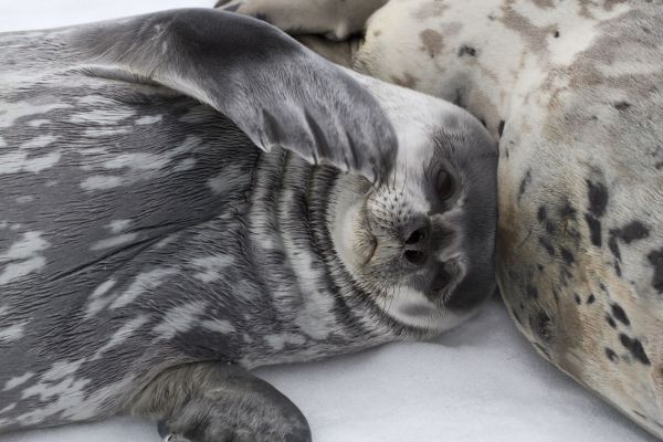 Weddell_Seal