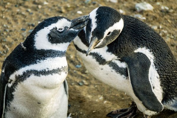 Magellan-Pinguine